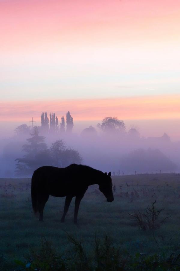 Gite Rural Les Petites Tetes Leuze-en-Hainaut Buitenkant foto